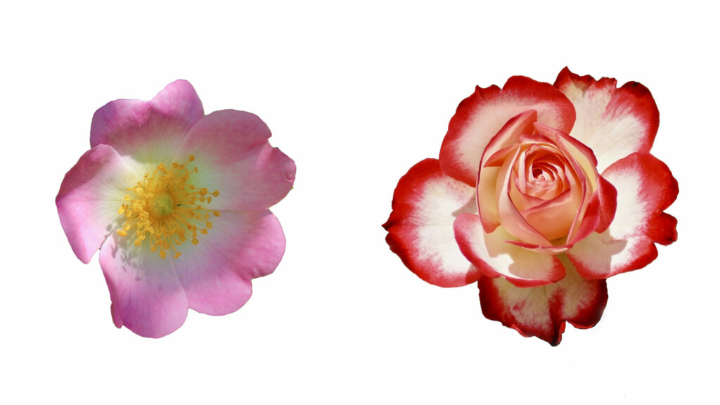 Ungefüllte und gefüllte Rose, pixabay