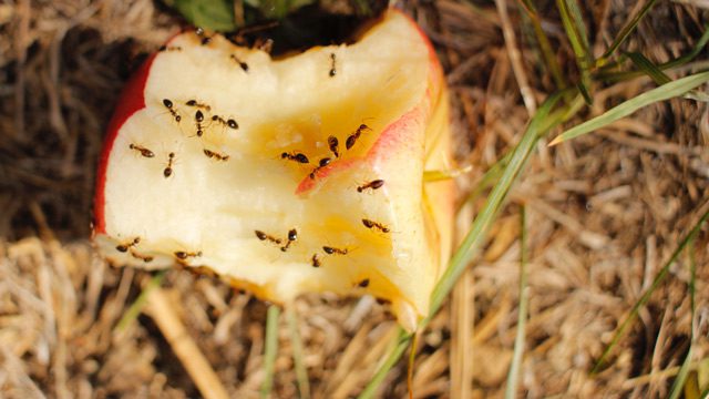 Apfel mit Ameisen
