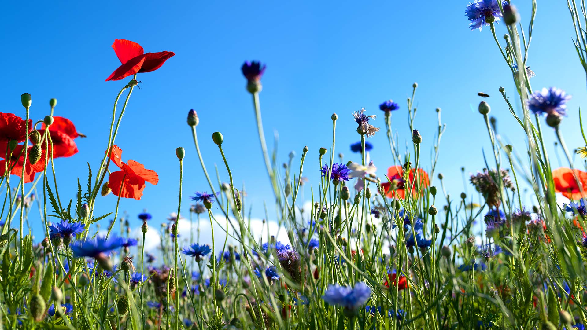 Natur: Biodiversität in einer Blumenwiese Key