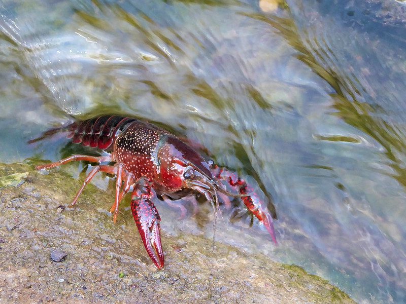 Natur: Flickr Roter Flusskrebs invasive Art