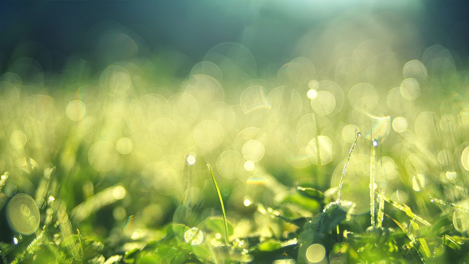 Natur: Grün Rasen pexels-johannes-plenio-1500523
