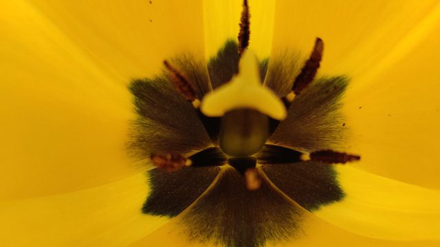 Natur: Stempel Tulpe