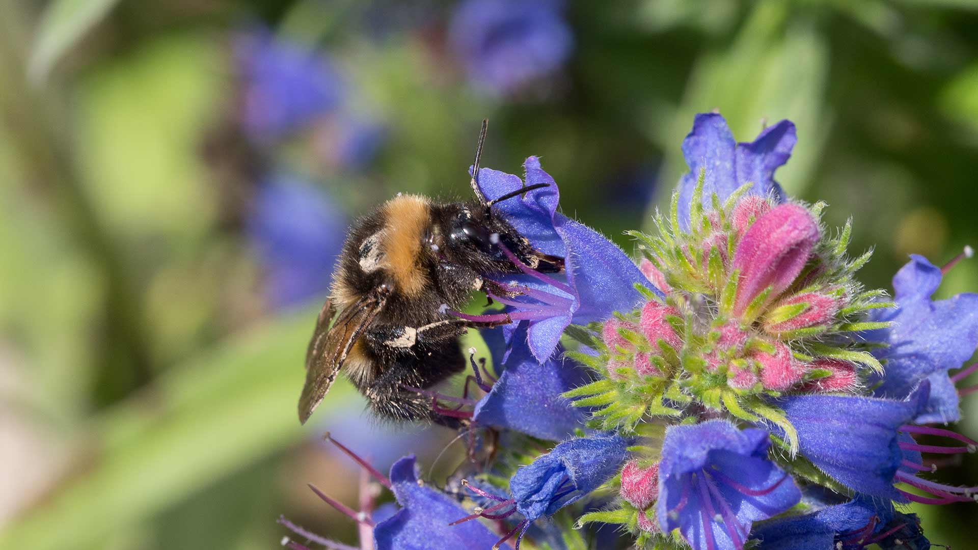 Natur: Biene Standards Bodensee Stiftung Sven Schulze