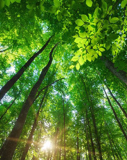 Natur: Wald Shutterstock 292597868 hochkant Bäume