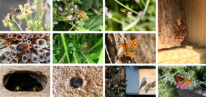 Von Insekten bis Vögeln - die "wilde Klimawand" beheimatet mehr biologische Vielfalt.