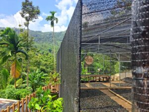 "Rattan Rangers" Station im indonesischen Urwald.
