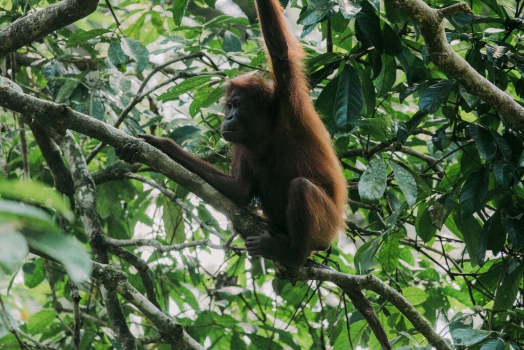 Orang-Utan in seinem Lebensraum