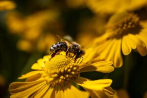 Nahaufnahme einer Biene auf gelber Blume