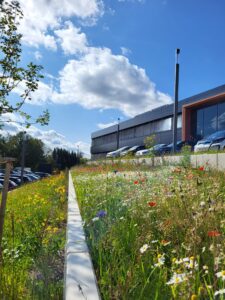 Blühfläche mit Wildpflanzen entlang eines Firmengebäudes als Beispiel für biodiversitätsfördernde Flächengestaltung