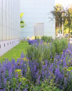 Blühende Wiese mit Stauden und Wildpflanzen am Museum Folkwang in Essen