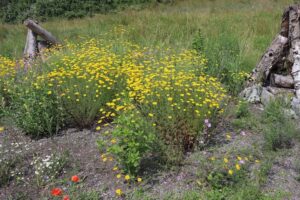 Blühende Wildpflanzen, Totholz und naturnahe Strukturen auf dem Firmengelände der SPIR STAR AG.