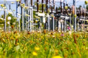 Alternativtext:Eine artenreiche Blühwiese wächst vor der technischen Infrastruktur eines Umspannwerks.