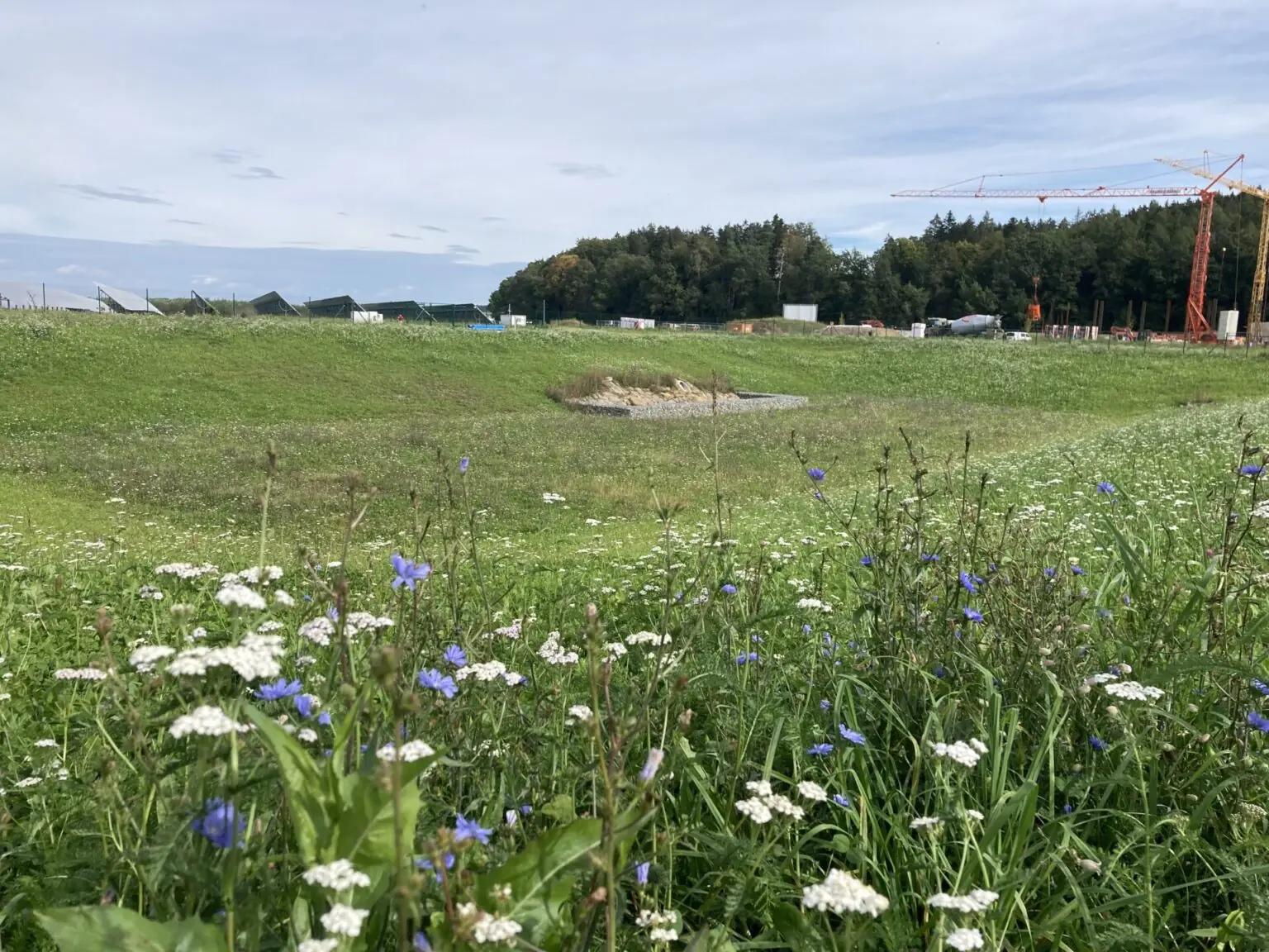 Naturnah gestaltete Versickerungsfläche mit Wildblumen in einem Neubaugebiet