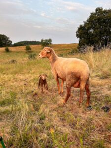 Ein Schaf mit Lamm steht auf einer naturnah gepflegten Wiese.
