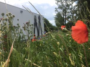 Wildblumenwiese mit rotem Klatschmohn vor einem Betriebsgebäude von KNIPEX in Wuppertal-Cronenberg