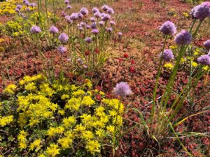 Begrüntes Dach bei KNIPEX mit gelben Polsterpflanzen, rötlichem Sedum und violetten Blüten