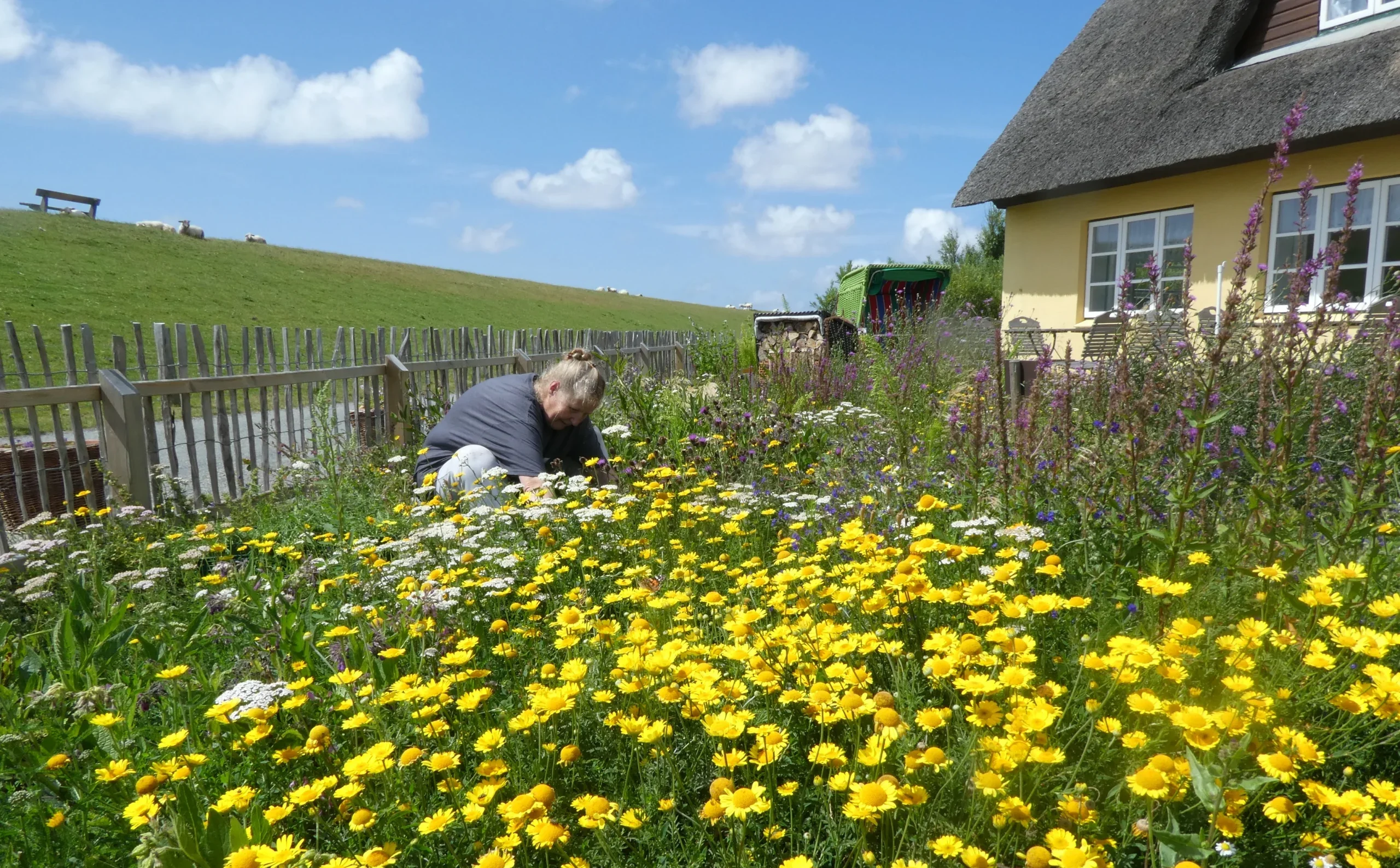 Eine Person arbeitet zwischen zahlreichen gelben, weißen und violetten Blüten im Garten des Strand-Cafés auf Pellworm.