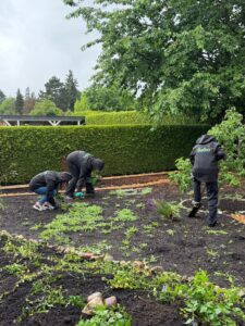 Drei Personen arbeiten an einer neu angelegten Pflanzfläche mit jungen Pflanzen vor einer grünen Hecke.